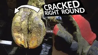 CRACKED COWS HOOF ... how to help her | The Hoof GP
