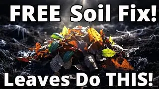 &ldquo;Zero-Cost Soil Revival: Turn Dry Leaves Into Living Organic Matter FAST!&rdquo;