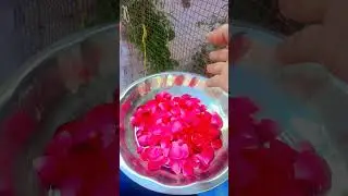 gulab plants #rose #flowers #rosegrowthing