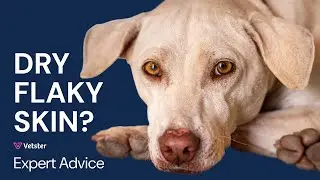 Dog Has Dry, Flaky Skin? How to Treat & Prevent Dry Patches Easily
