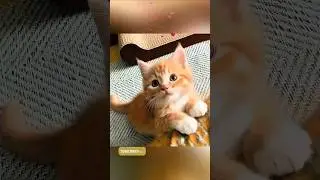 Pawsitively Adorable: A Day in the Life of the World&rsquo;s Cutest Kitten 🐾✨