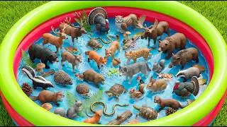 100 Forest Animals For Kids: Foxes, Bears & Woodland Friends | Toddler Preschool Learning