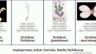 Angiospermas, ordem Asterales, fam&iacute;lia Stylidiaceae stylidium angiosperms violaceum scandens