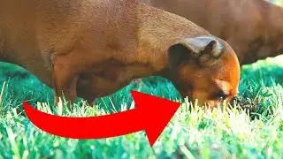 Why is My Dog or Cat Eating Grass?