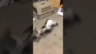 Poor Goat Playing With Husky❤😍😂#shorts #funny #fail