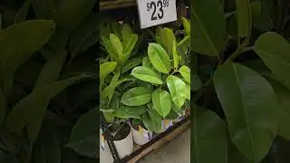 Sams club plant finds!