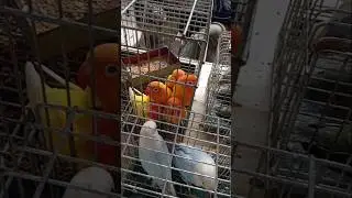 Beautiful African Love Birds 😍 | Grotto Pet Market | SJDM Bulacan #pets #birds #africanlovebird