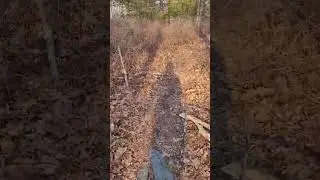 A Walk Through Delaware State Forest