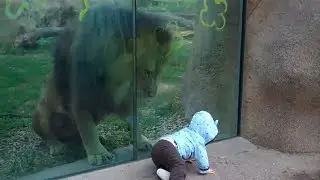 Zoo Animals Try to Attack People | Aggressive Animals Compilation 🦁😱