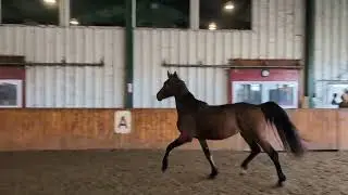 Sophia - Fulton Performance Horses Auction 2025