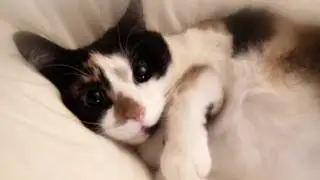 CUTE CAT! Meepie!