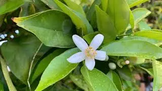 For The Beauty Of The Earth