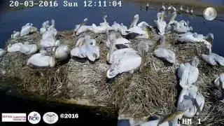 Sauvons les P&eacute;licans fris&eacute;s du Lac Skadar