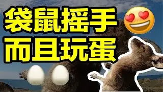 人類迷惑行為：為什麼全世界都在學袋鼠搖花手？【馬探長的怪奇基地】