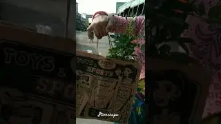 After buying flowers and plants, I went straight to buy a tub #itsmerupa #shorts #viral #trending...