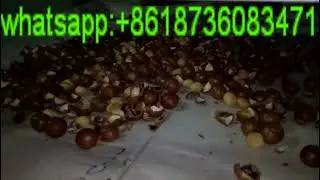 Video of macadamia nuts sheller/macadamia nut shelling machine