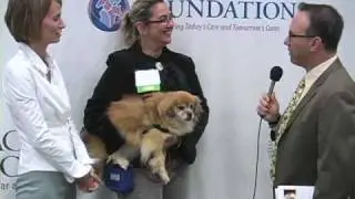Paralyzed dog walks again