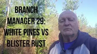 The Great White Pine vs The Evil Blister Rust (BM29)