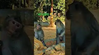 #monkey #monkeydance #animals #monkeysjumpingonthebed #funny #monkeyvideo #cute #pets #monkeysounds