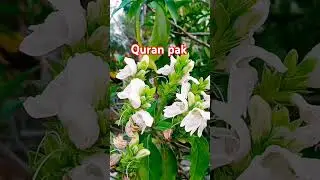 Quran pak Urdu tarjuma Urdu translation #quran #quotes #bayan #unfrezzmyaccount #transactionalsms #f