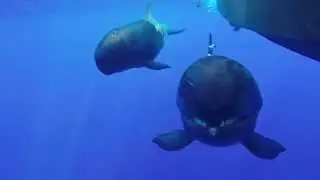 Extreme close up HAWAIIAN FALSE KILLER WHALES smiling Oahu, Hawaii 2015