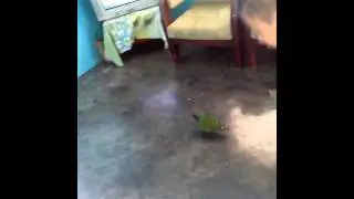 La lora Gertru