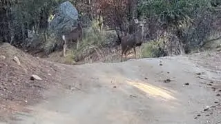 Mama mule deer and triplets