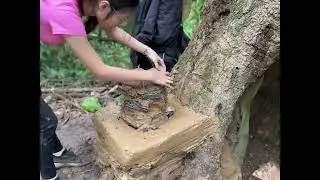 Solo Bushcraft: Transforming a Hollow Tree into a Jungle Home