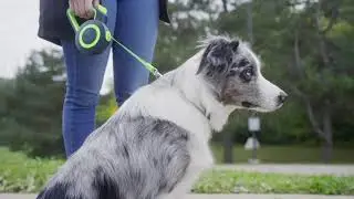 Take The Stress Out of Walking Your Dog with Mighty Paw's Heavy Duty Retractable Dog Leash 2.0!