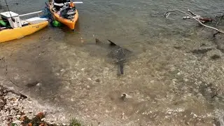 Sawfish, Attack in Sanibel, Florida.