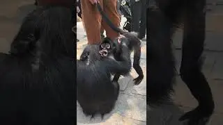 Pipi Doudou's First Meeting Chimpanzee Black Spider Monkey Doudou
