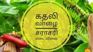 கதலி வாழை விலை நிலவரம் மற்றும் சராசரி இடை |Banana Weight Price #Banana #cultivation #priceandweight