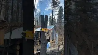 building cabin living in the woods #willsurvives #diy #logcabin #buildingacabin #survival #bushcraft