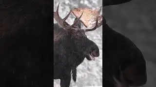 #naturevibes #naturesounds #relaxationchannel #snowfall #moose #utah #naturetherapy #bullmoose