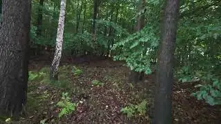Forest Walk in Light Rain #nature #forestwhispers #forest #relaxing #asmr #rain