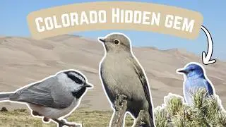Is Great Sand Dunes National Park A Hidden Birding Haven?