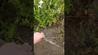 Coast Garter Snake (Thamnophis elegans terrestris) under Artificial Cover!