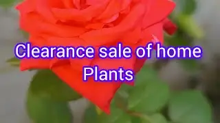 Clearance sale #Home plants online sale #youtube video #10 ₹/20₹..... Plant 
