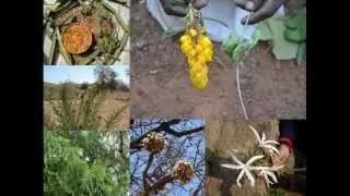 Medicinal Rice P5N Formulations for Sirhookera Excess: Pankaj Oudhia's Medicinal Plant Database