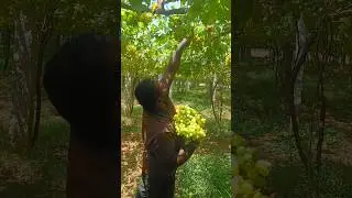 Grean Grapes Harvesting #grape #grapegarden #farming #harvesting #fruit