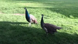 Our Free Range Peacocks - Kevin And Penny