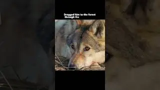 LONE WOLF MOTHER - 1000 Miles of Hope #wolf #rap