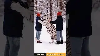 Tiger attacks human #reels #foryou #reel #shorts #video #animal #viral #funny #reel #mdrobbanivai980