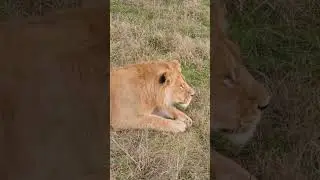 The King in Motion: Lions on the Run#lion #lions