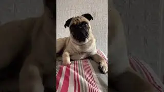 Cachorro pug cansado  | Guss The Pug