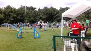 NOYTCB Mr Freeze - Kai - Agility Lihos 17-07-2016