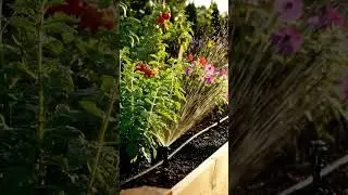 EASY Automatic Watering System for PLANTS Saves Time! |GreenAgrix