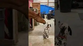 Unlikely friendship but so pure #dog #dogs #foryou #typ