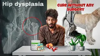 100% | Effective solution for dog hip dysplasia | dog hip dysplasia success story @dr.c.m.v.sc.9818
