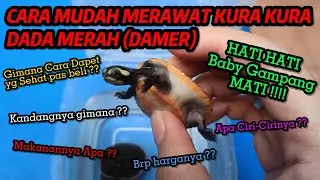 Cara Merawat Kura Kura Dada Merah (Damer) dan Makanan kesukaannya